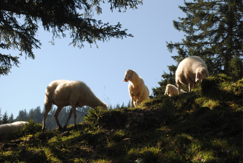 KOE_Schafabtrieb Gsrsella 31_jpg-1315758927