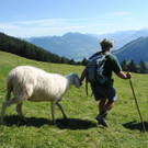 KOE_Schafabtrieb Gsrsella 33_jpg-1315758944