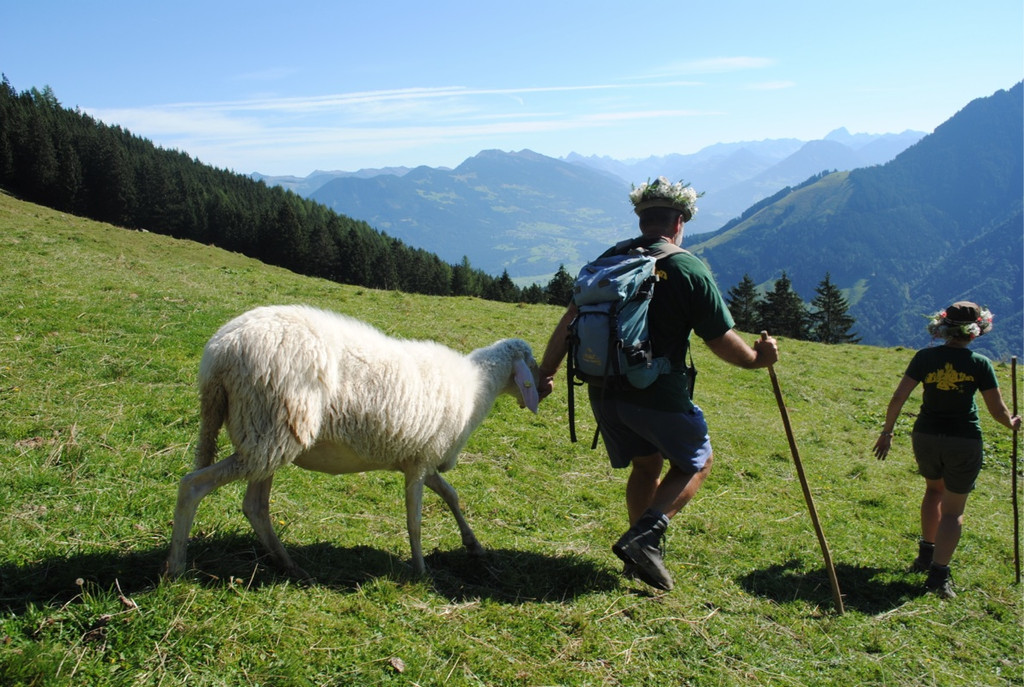 KOE_Schafabtrieb Gsrsella 33_jpg-1315758944