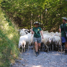 KOE_Schafabtrieb Gsrsella 34_jpg-1315758955