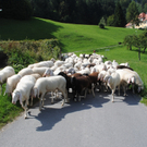KOE_Schafabtrieb Gsrsella 36_jpg-1315758972