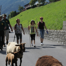 KOE_Schafabtrieb Gsrsella 37_jpg-1315758981