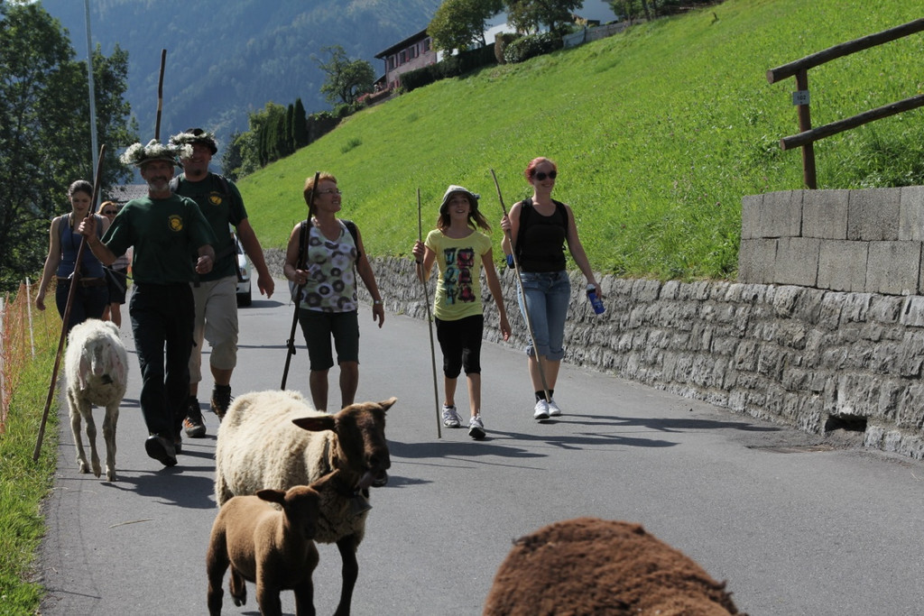 KOE_Schafabtrieb Gsrsella 37_jpg-1315758981