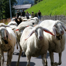 KOE_Schafabtrieb Gsrsella 38_jpg-1315758987