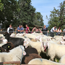 KOE_Schafabtrieb Gsrsella 40_jpg-1315759007