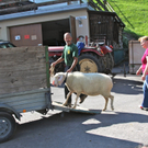 KOE_Schafabtrieb Gsrsella 52_jpg-1315759100