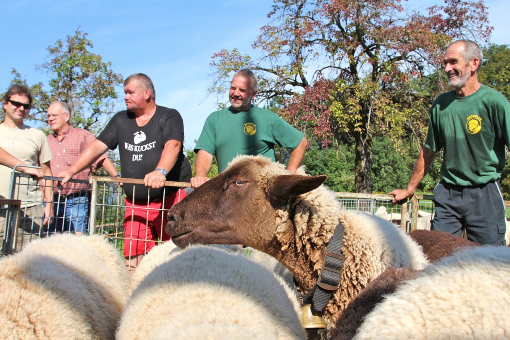 KOE_Schafabtrieb Gsrsella 54_jpg-1315759114