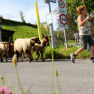 KOE_Schafabtrieb Gsrsella 55_jpg-1315759124