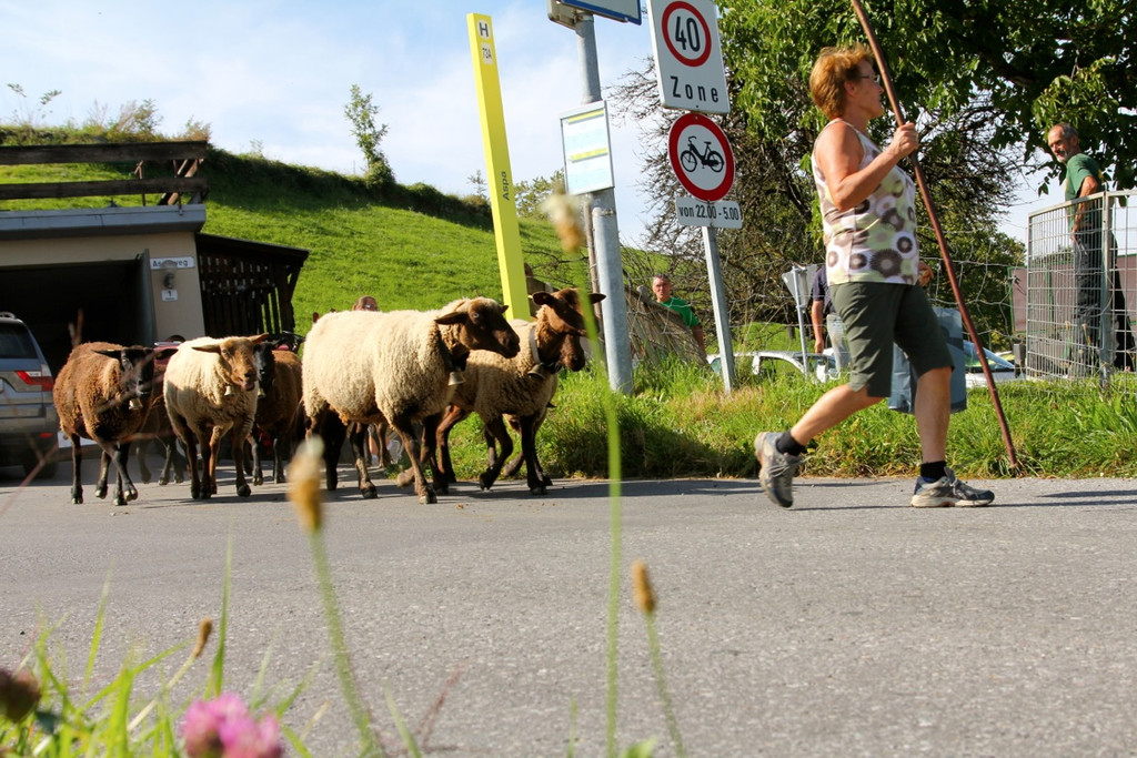 KOE_Schafabtrieb Gsrsella 55_jpg-1315759124