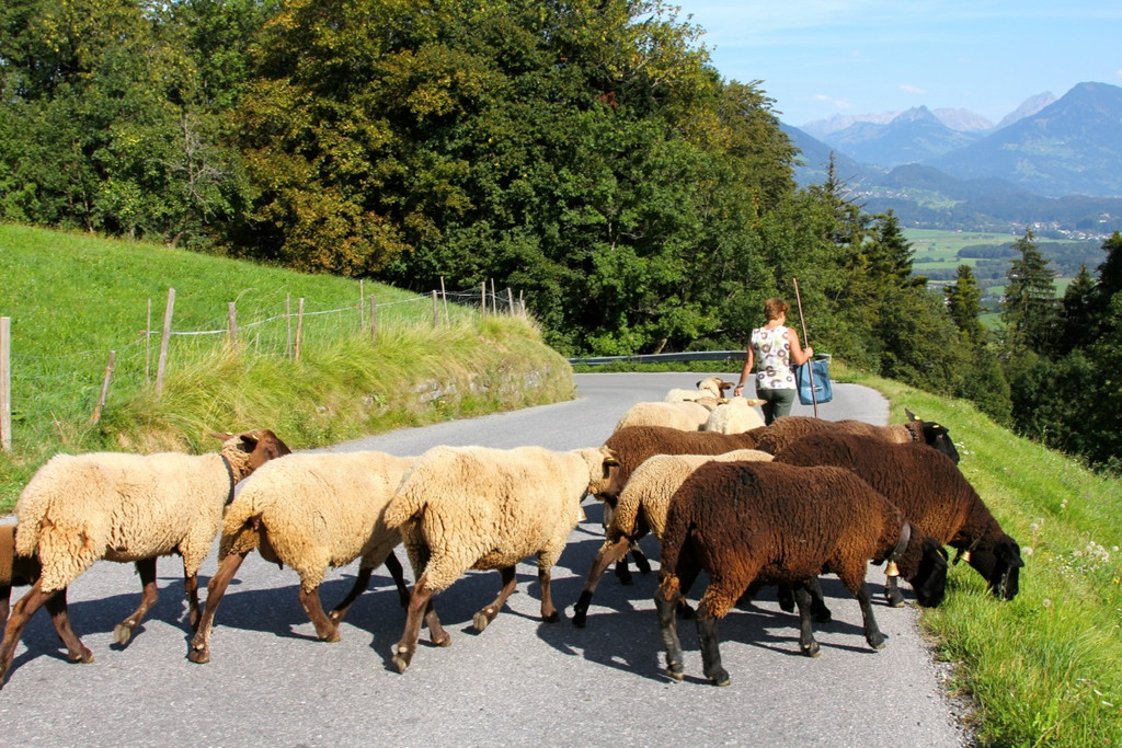 KOE_Schafabtrieb Gsrsella 56_jpg-1315759135