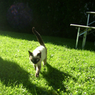 Lärm durch Hunde- und Katzenschrecks stört viele Nachbarn