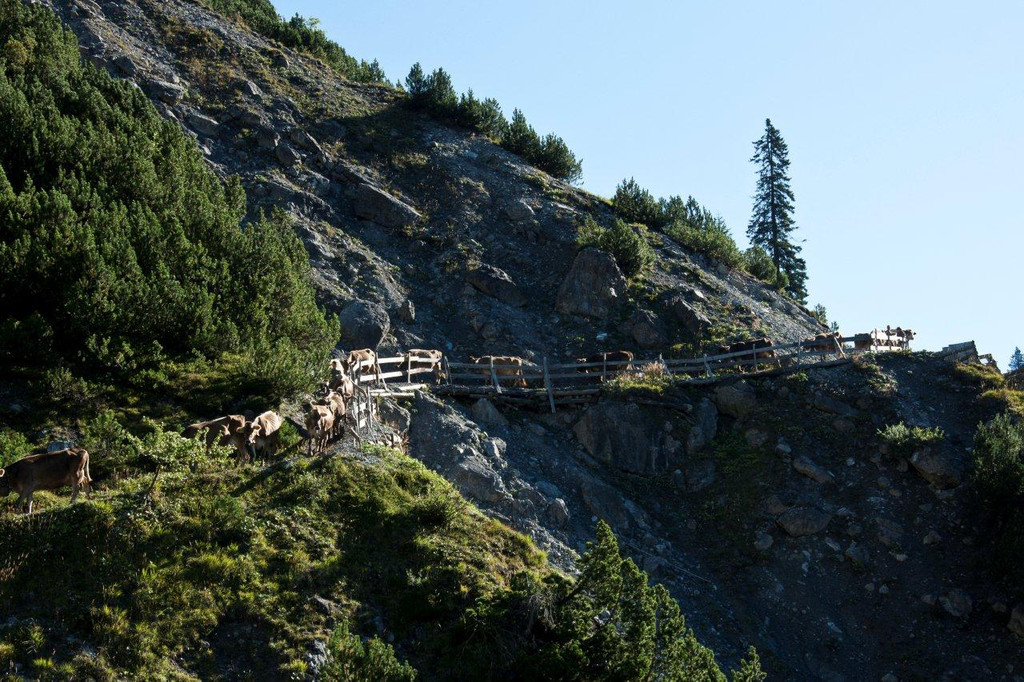 20110910-Alpabtrieb Spullers _18_.jpg