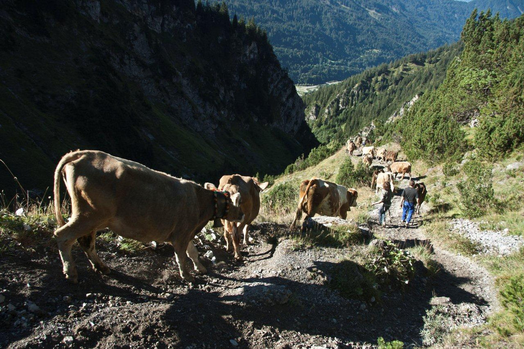 20110910-Alpabtrieb Spullers _28_.jpg