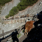 20110910-Alpabtrieb Spullers _11_.jpg