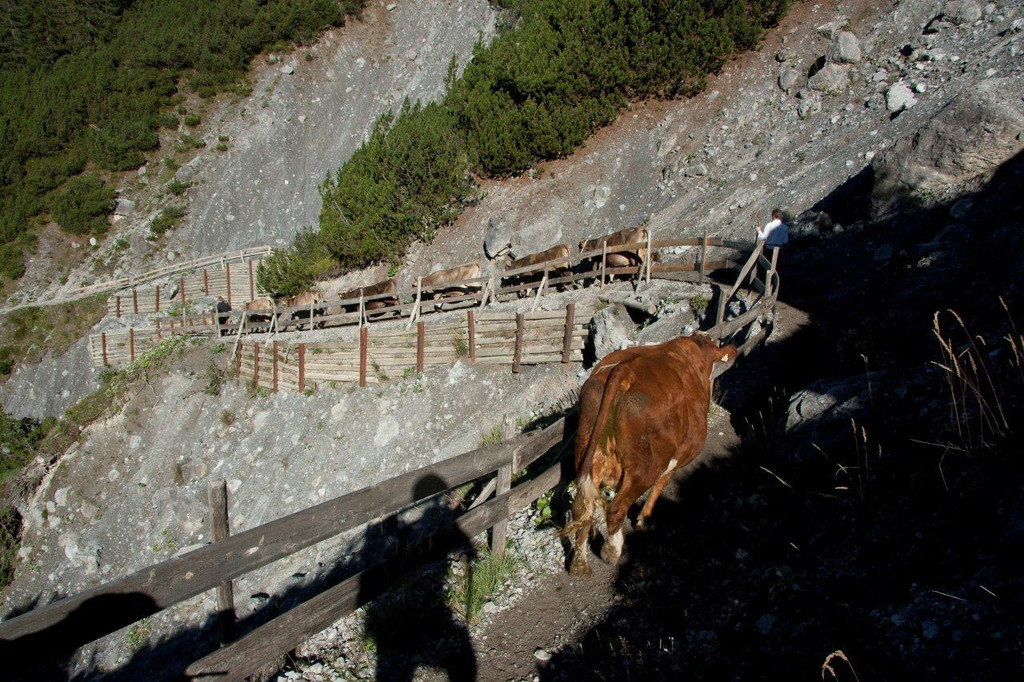 20110910-Alpabtrieb Spullers _11_.jpg