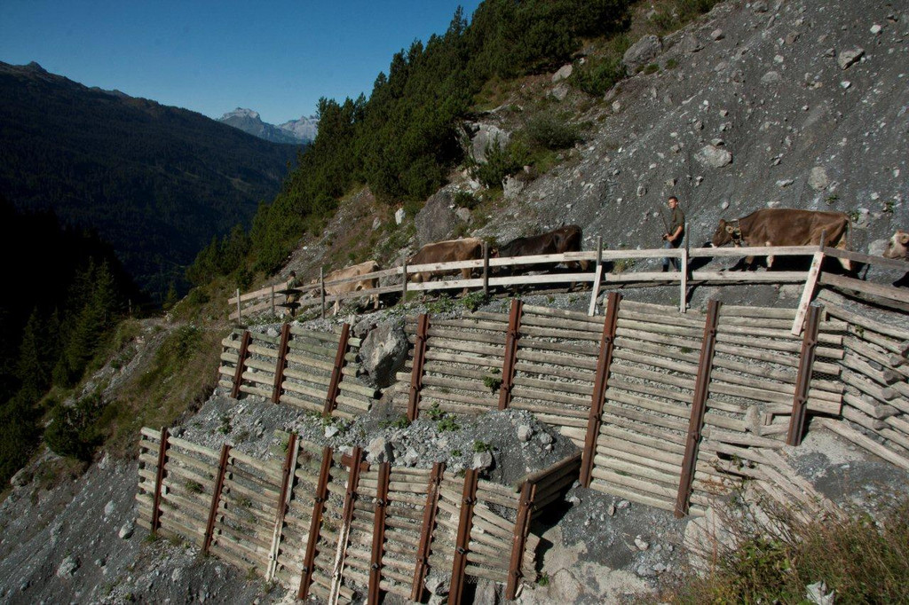 20110910-Alpabtrieb Spullers _16_.jpg
