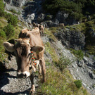 20110910-Alpabtrieb Spullers _21_.jpg