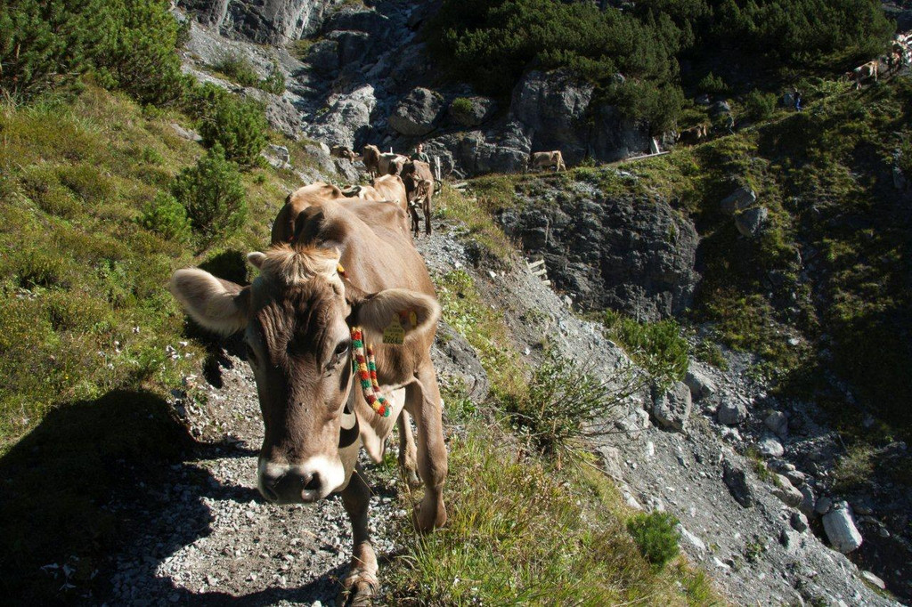 20110910-Alpabtrieb Spullers _21_.jpg