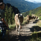 20110910-Alpabtrieb Spullers _23_.jpg