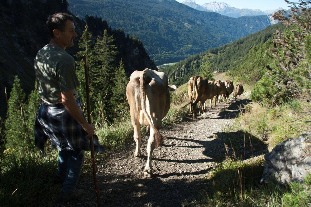 20110910-Alpabtrieb Spullers _23_.jpg