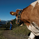 20110910-Alpabtrieb Spullers _26_.jpg