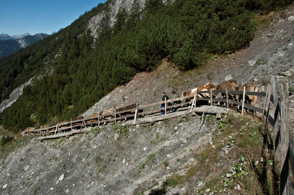 20110910-Alpabtrieb Spullers _27_.jpg