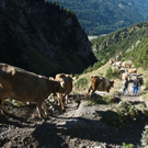 20110910-Alpabtrieb Spullers _28_.jpg