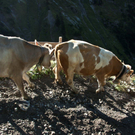 20110910-Alpabtrieb Spullers _29_.jpg