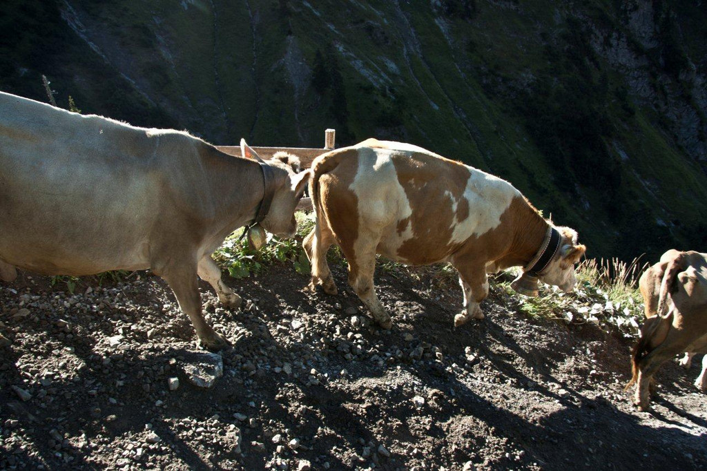 20110910-Alpabtrieb Spullers _29_.jpg