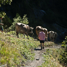 20110910-Alpabtrieb Spullers _34_.jpg