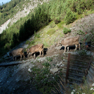 20110910-Alpabtrieb Spullers _37_.jpg