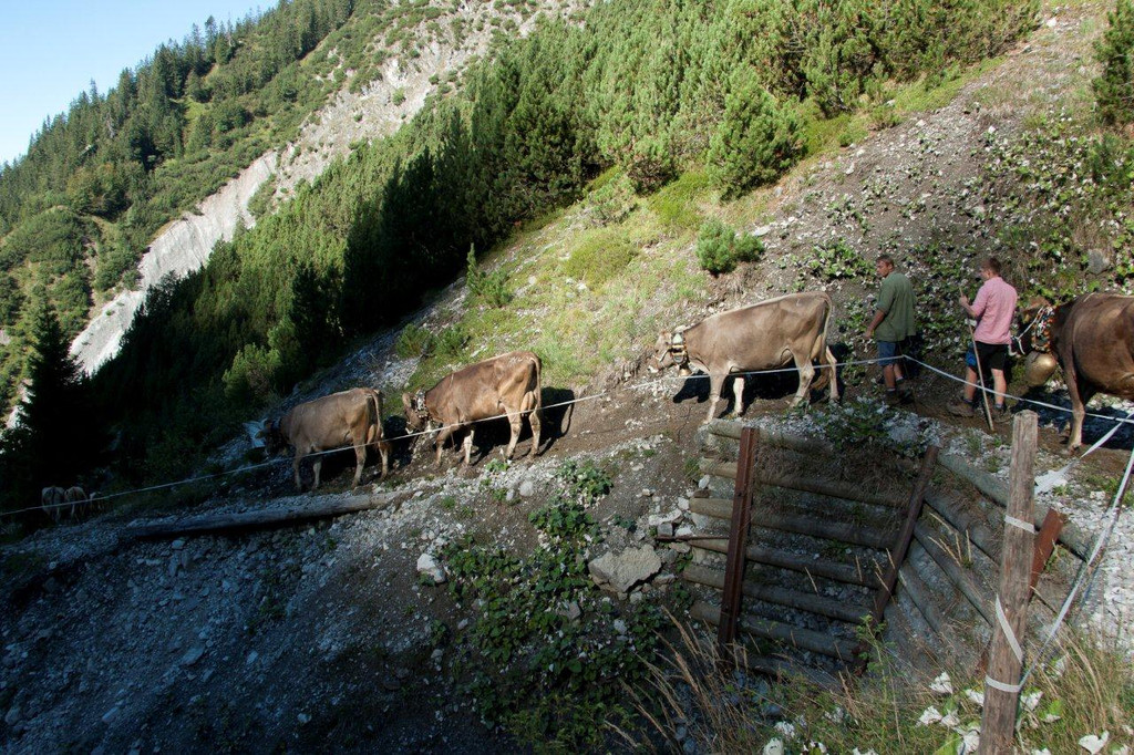 20110910-Alpabtrieb Spullers _37_.jpg