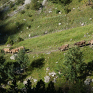 20110910-Alpabtrieb Spullers _39_.jpg