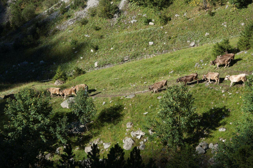 20110910-Alpabtrieb Spullers _39_.jpg