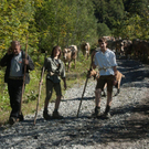 20110910-Alpabtrieb Spullers _42_.jpg