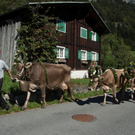 20110910-Alpabtrieb Spullers _68_.jpg
