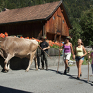 20110910-Alpabtrieb Spullers _75_.jpg