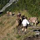 20110910-Alpabtrieb Spullers _8_.jpg