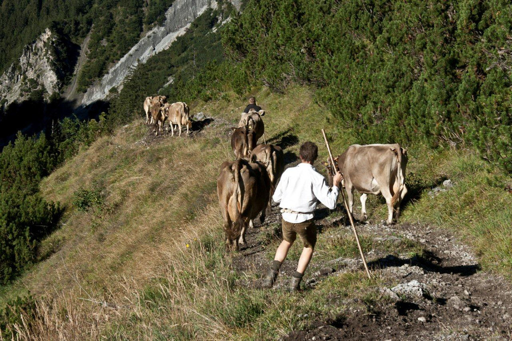 20110910-Alpabtrieb Spullers _8_.jpg