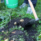 KOE_Kartoffelernte 17_jpg-1315908025