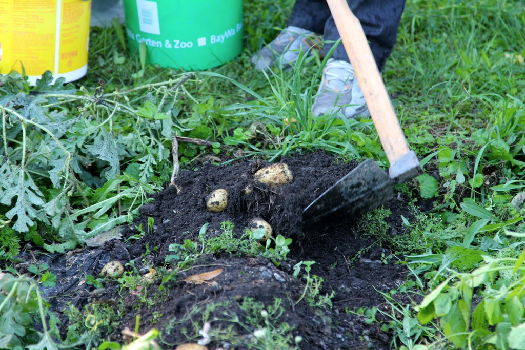 KOE_Kartoffelernte 17_jpg-1315908025