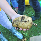 KOE_Kartoffelernte 24_jpg-1315908094