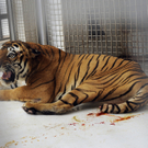Tiger im Zoo von Tripolis