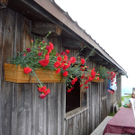 P1090574_jpg-1315991111