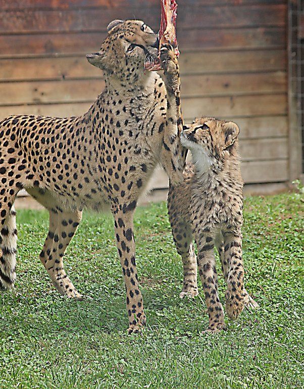 ZooSBG_GepardGinger_Nachwuchs_Festhalten.jpg