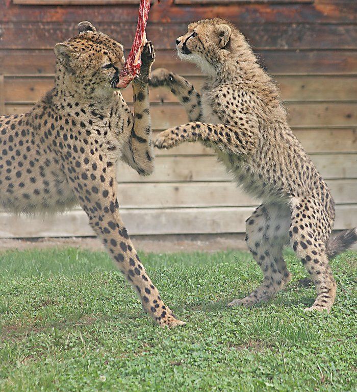 ZooSBG_GepardGinger_Nachwuchs_Futterlift.jpg