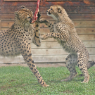 ZooSBG_GepardGinger_Nachwuchs_Futterlift.jpg