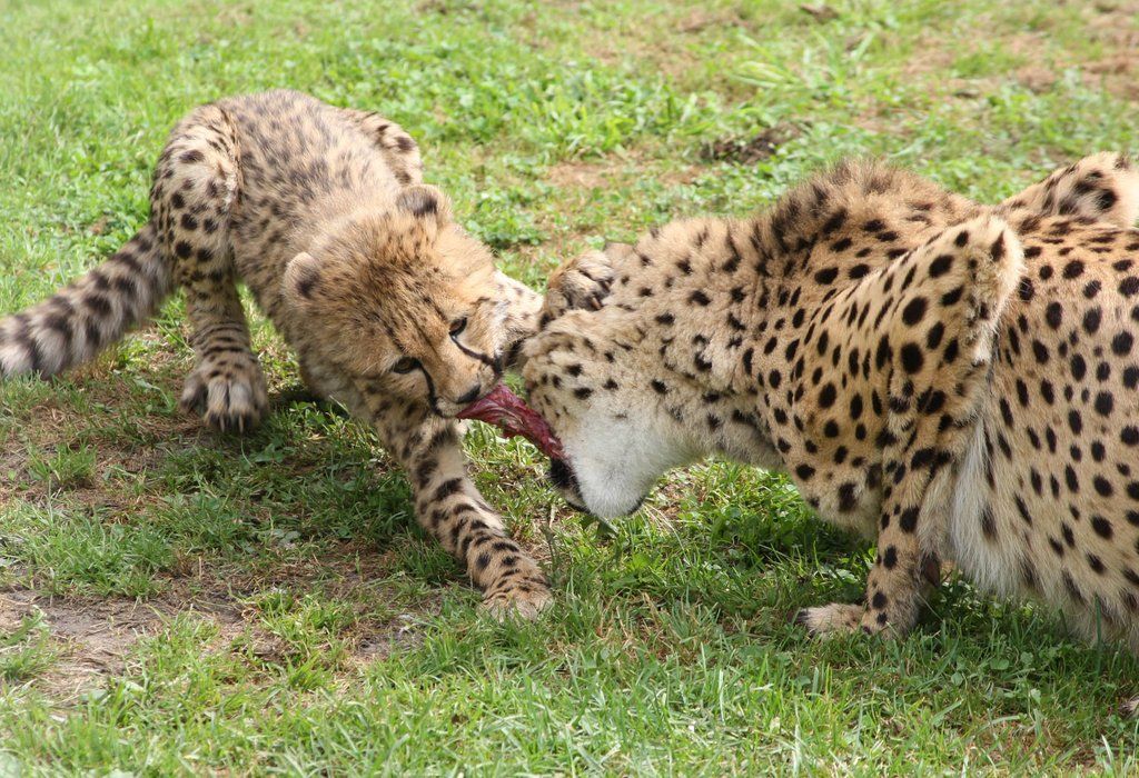 ZooSBG_GepardGinger_Nachwuchs_Teilen.jpg