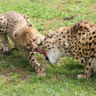 ZooSBG_GepardGinger_Nachwuchs_Teilen.jpg
