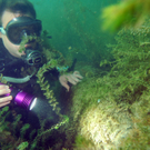 Altenrhein: Fliegerbombe im Bodensee